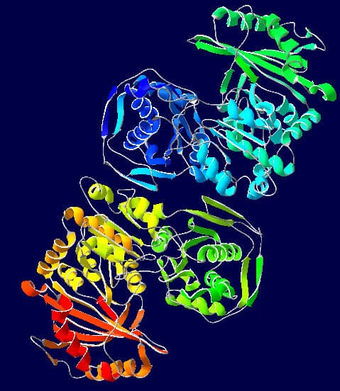 Phosphoglucomutase — Wikipédia