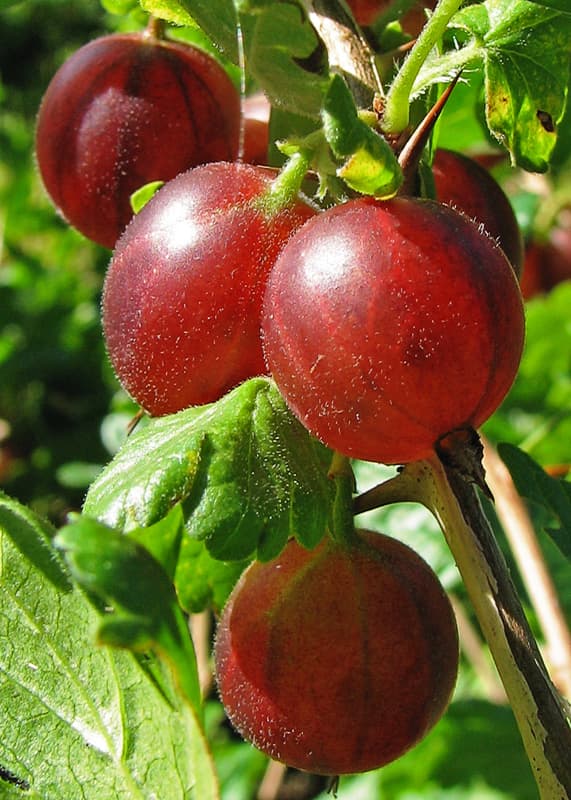Fruit rouge — Wikipédia