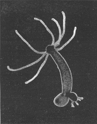 Hydra (genus) - Wikipedia
