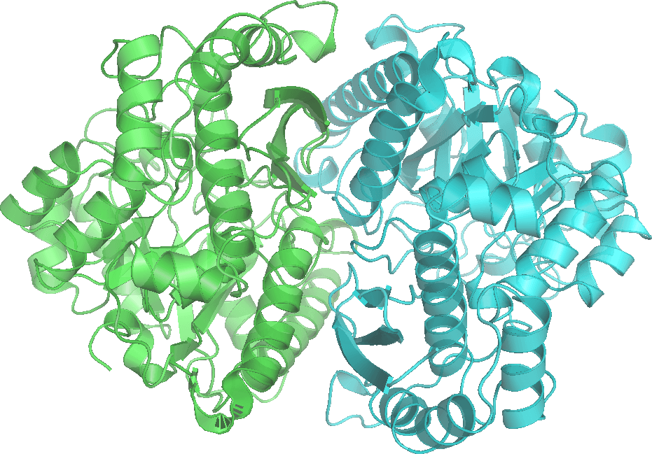 Enolase - Wikipedia