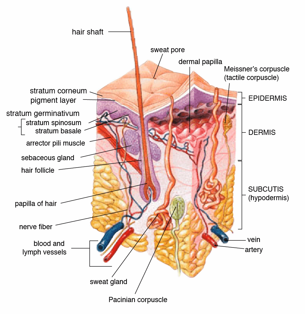 Subcutaneous tissue - Wikipedia
