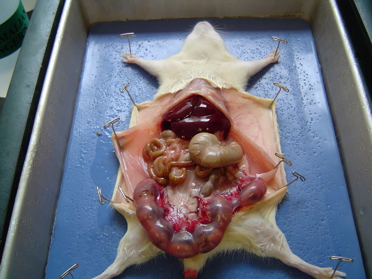 Dissection - Wikipedia