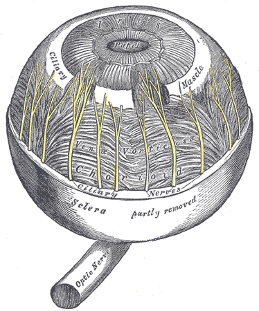 Ciliary muscle - Wikipedia