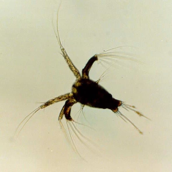 Crustacean larva - Wikipedia