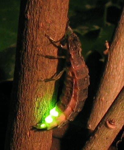 Lampyridae — Wikipédia