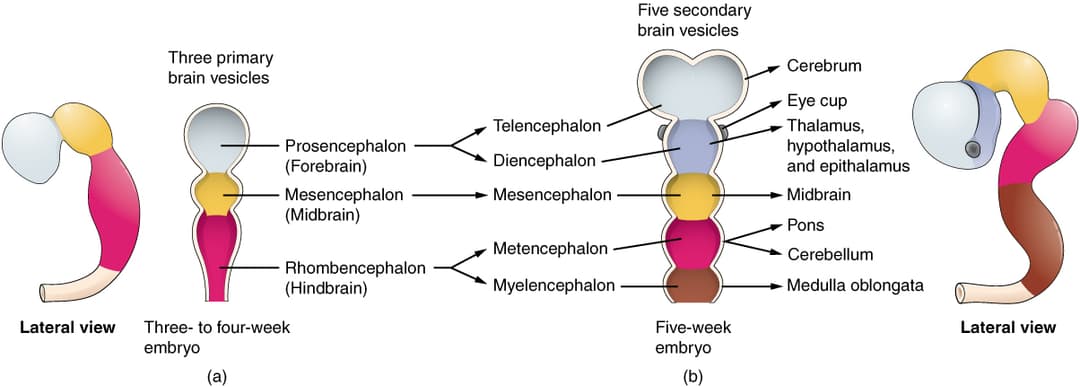 Brain vesicle - Wikipedia