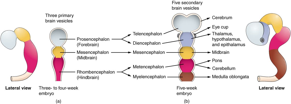 Brain vesicle - Wikipedia