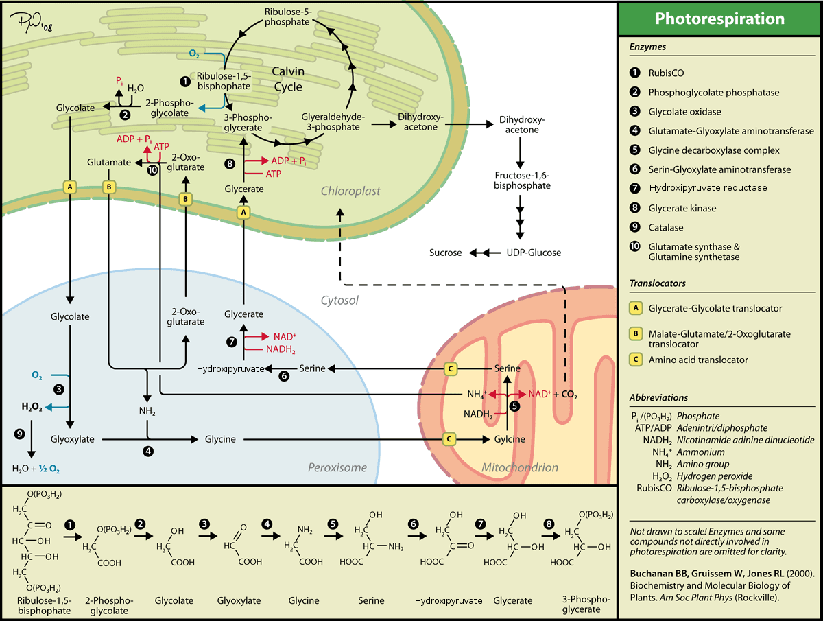 2-Phosphoglycolate - Wikipedia