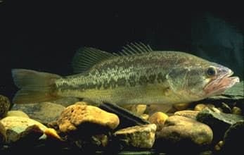 Poisson carnassier — Wikipédia