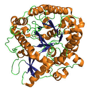 Myrosinase — Wikipédia