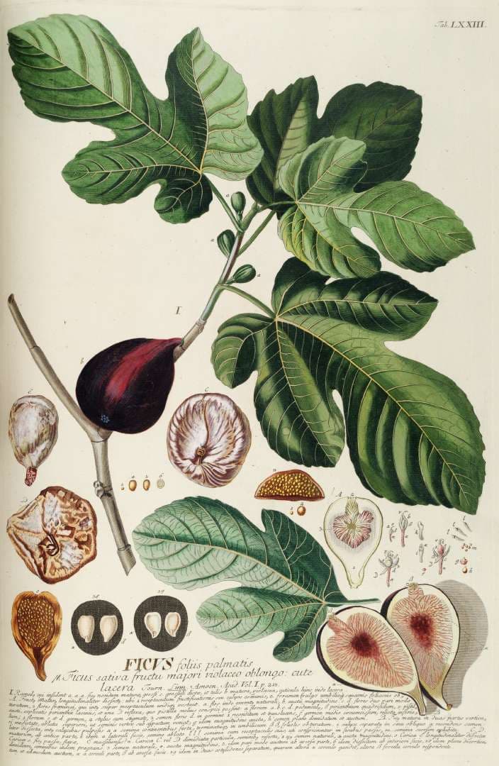 Fig - Wikipedia