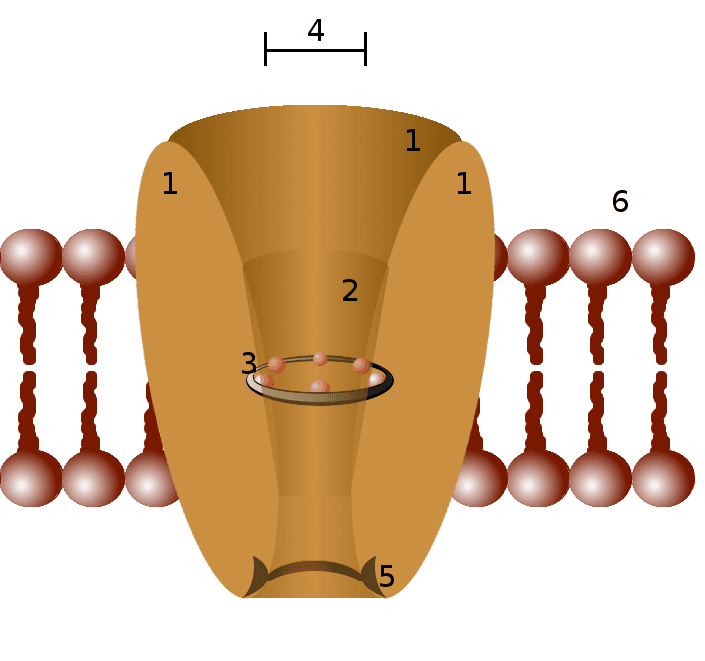 Ion channel - Wikipedia
