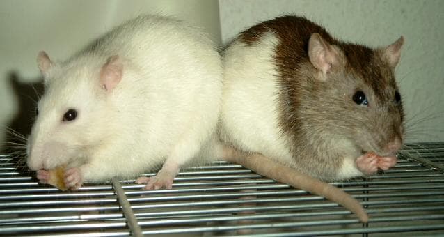 Rat domestique — Wikipédia