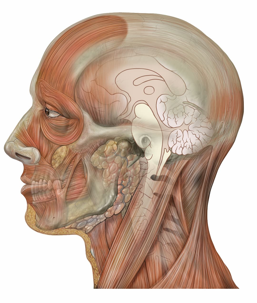 Tête (anatomie humaine) — Wikipédia