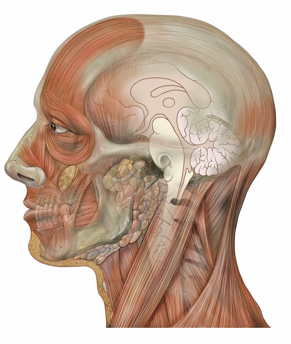 Tête (anatomie humaine) — Wikipédia