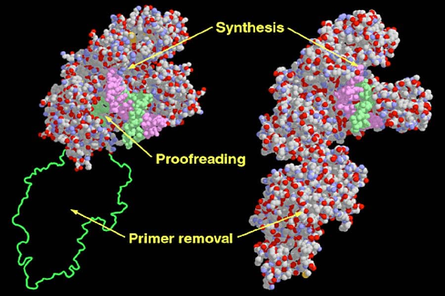 DNA polymerase I - Wikipedia