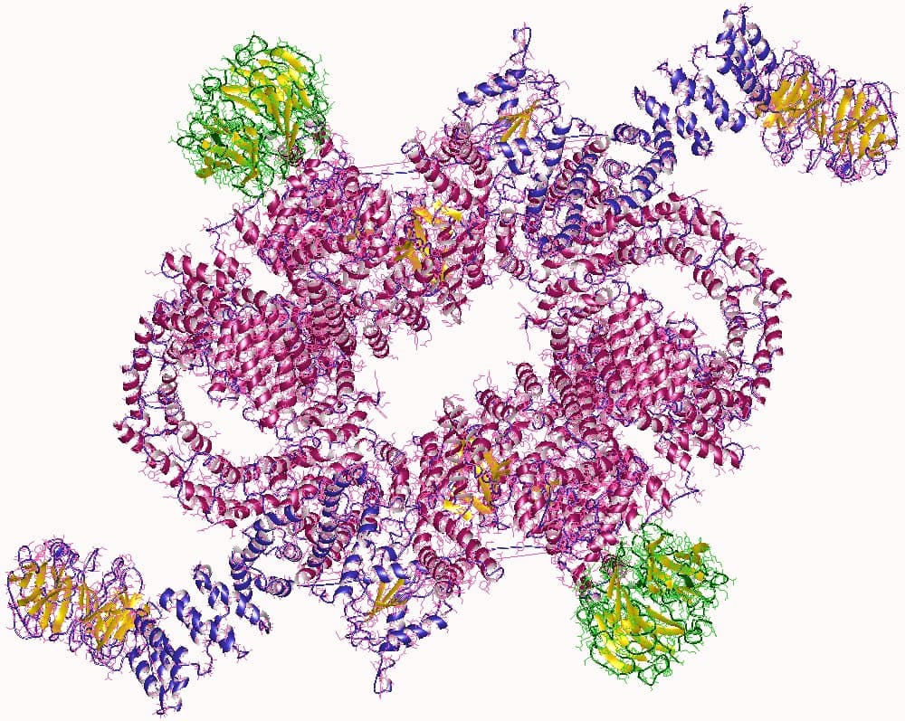 mTOR — Wikipédia
