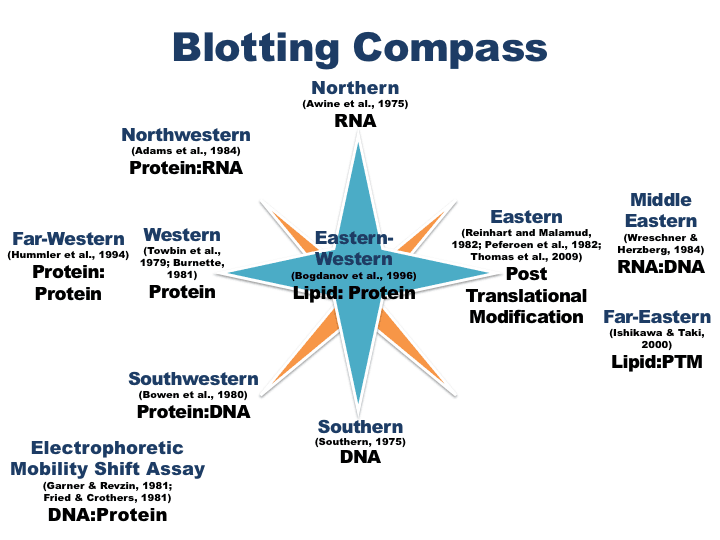 Blot (biology) - Wikipedia