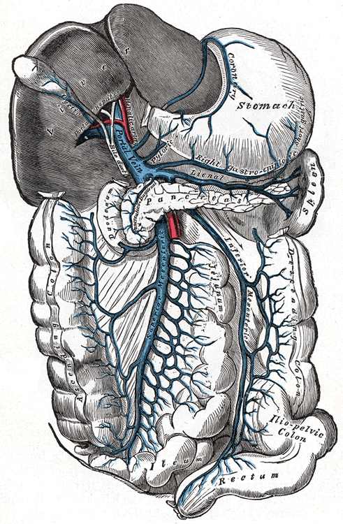 Hypertension portale — Wikipédia