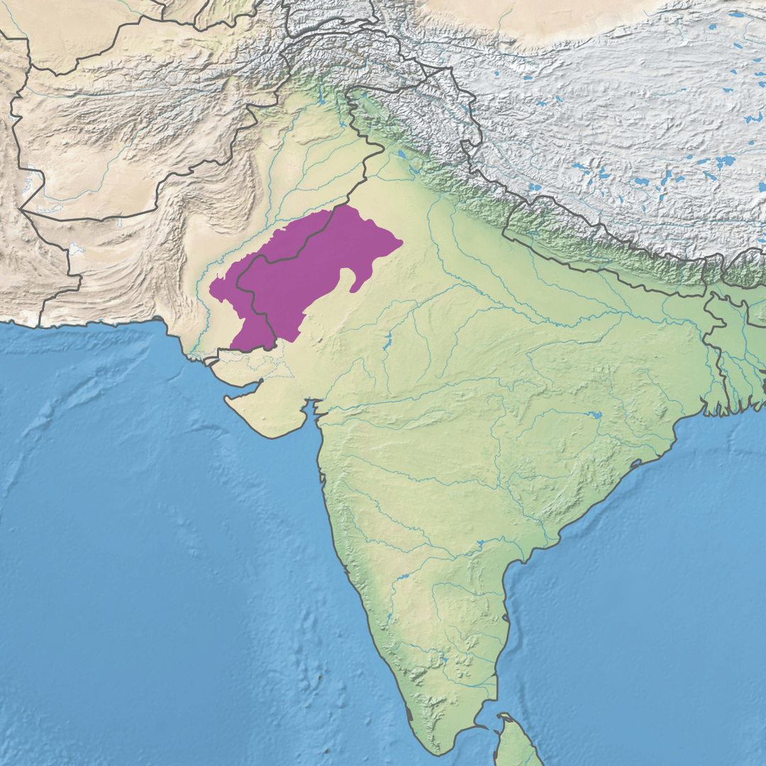 Désert du Thar — Wikipédia