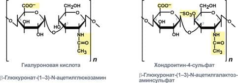 Glycosaminoglycane — Wikipédia