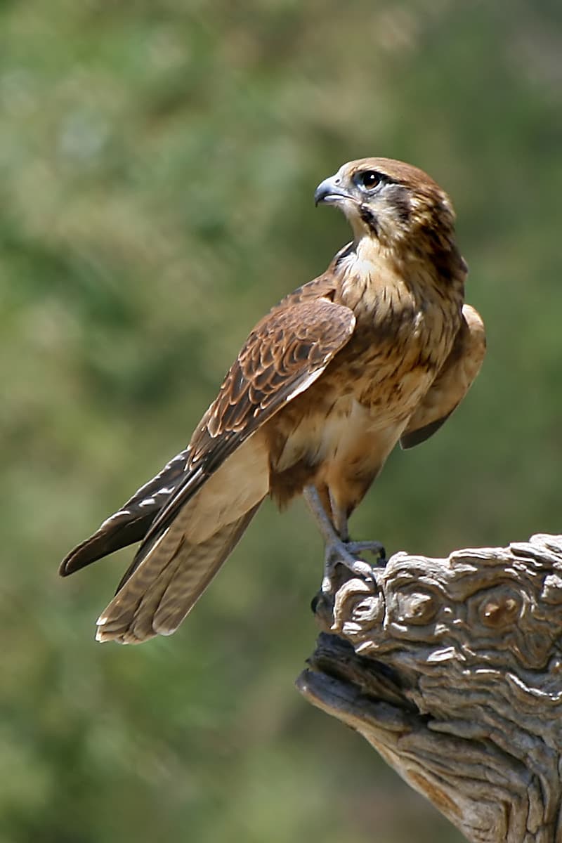 Falcon - Wikipedia