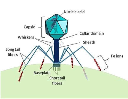 Marine viruses - Wikipedia