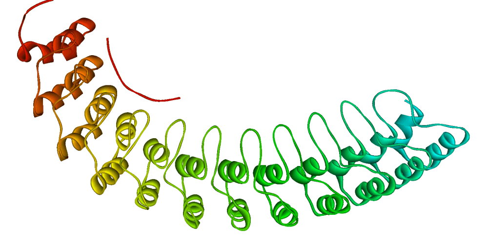 Répétition ankyrine — Wikipédia