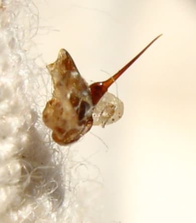 Bee sting - Wikipedia