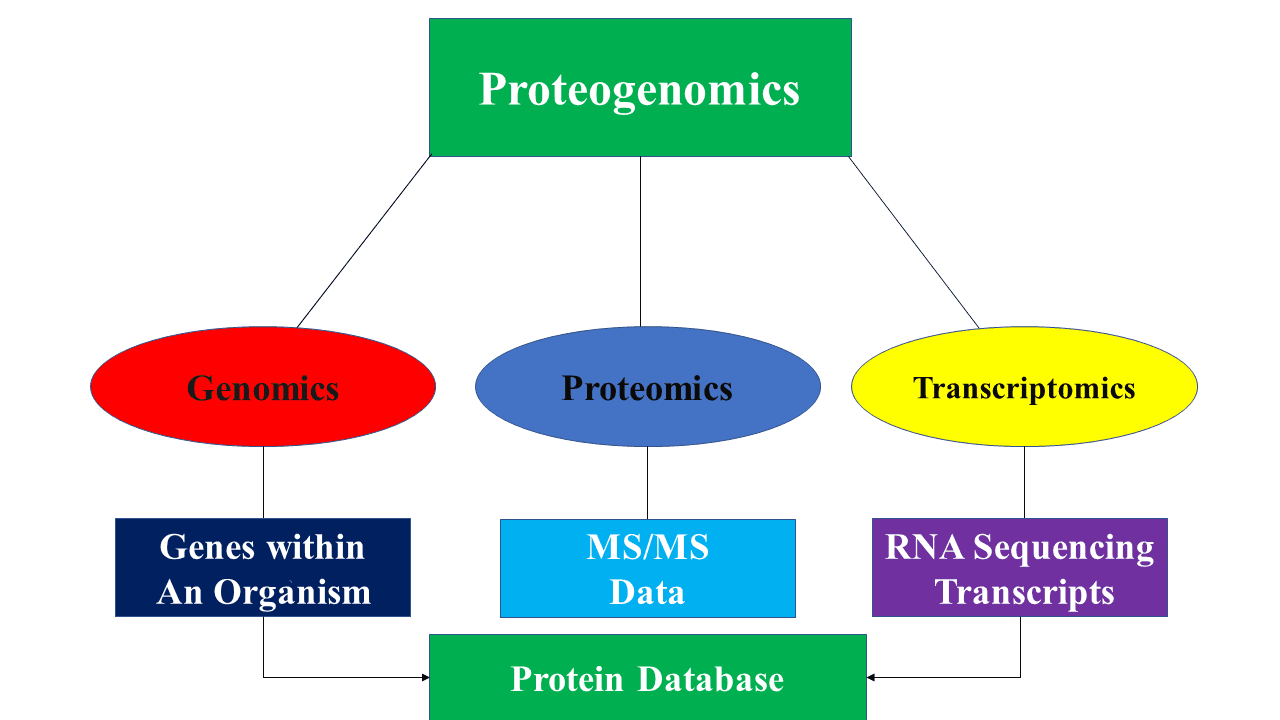 Proteogenomics - Wikipedia