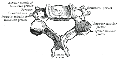 Articular process - Wikipedia
