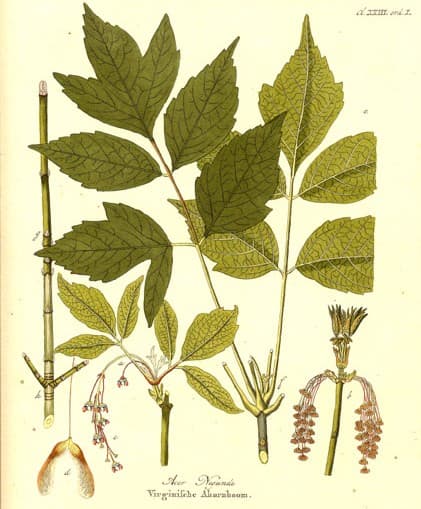 Acer negundo — Wikipédia