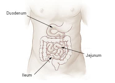 Jéjunum — Wikipédia