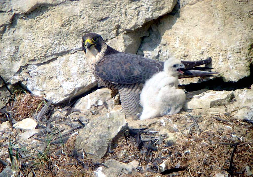 Faucon pèlerin — Wikipédia