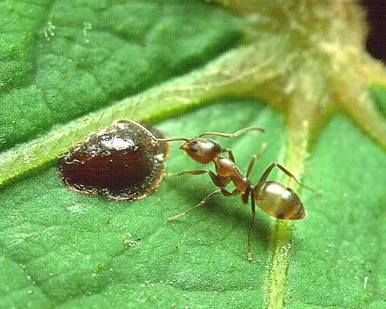 Argentine ant - Wikipedia