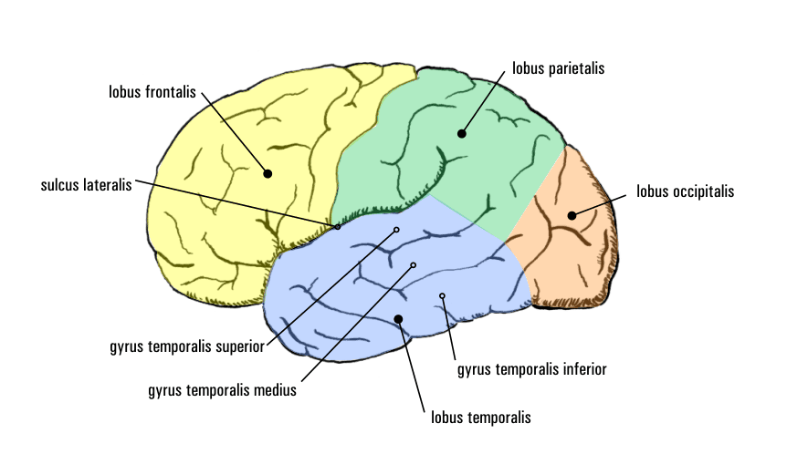 Épilepsie temporale — Wikipédia