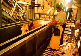 Abattage — Wikipédia