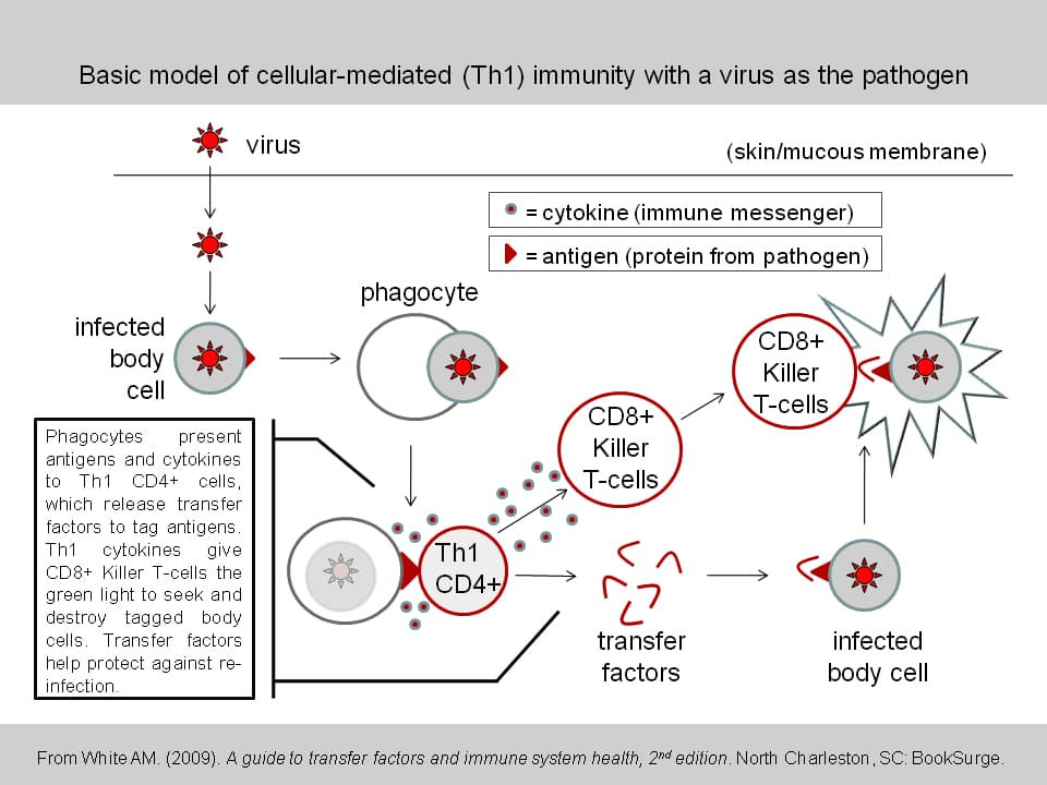 Immunité cellulaire — Wikipédia