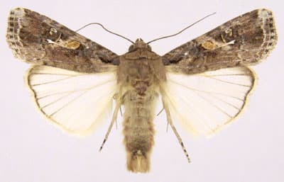 Spodoptera frugiperda — Wikipédia