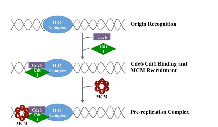 Pre-replication complex - Wikipedia