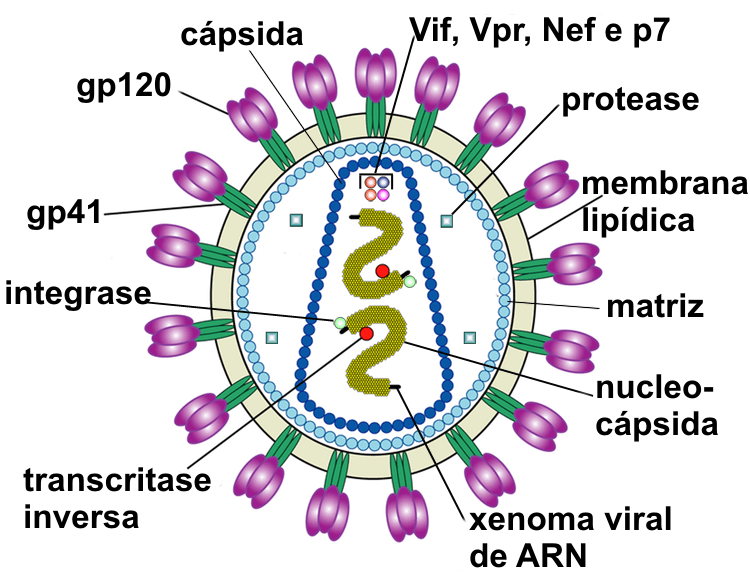 Provirus — Wikipédia