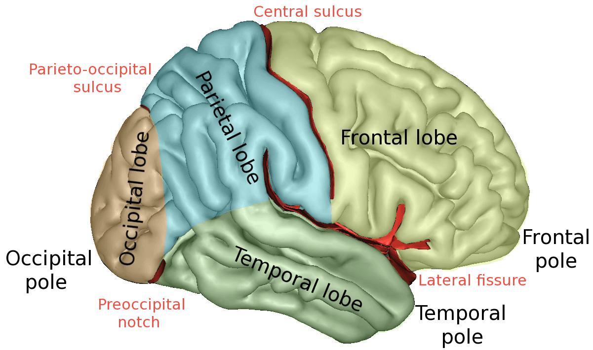 Lobes of the brain - Wikipedia