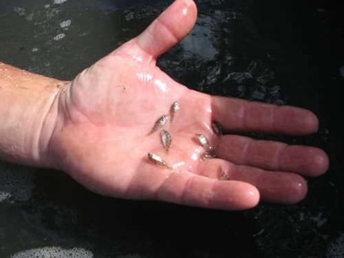 Juvenile fish - Wikipedia