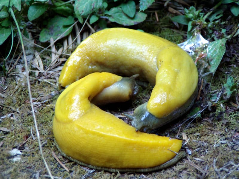 Banana slug - Wikipedia