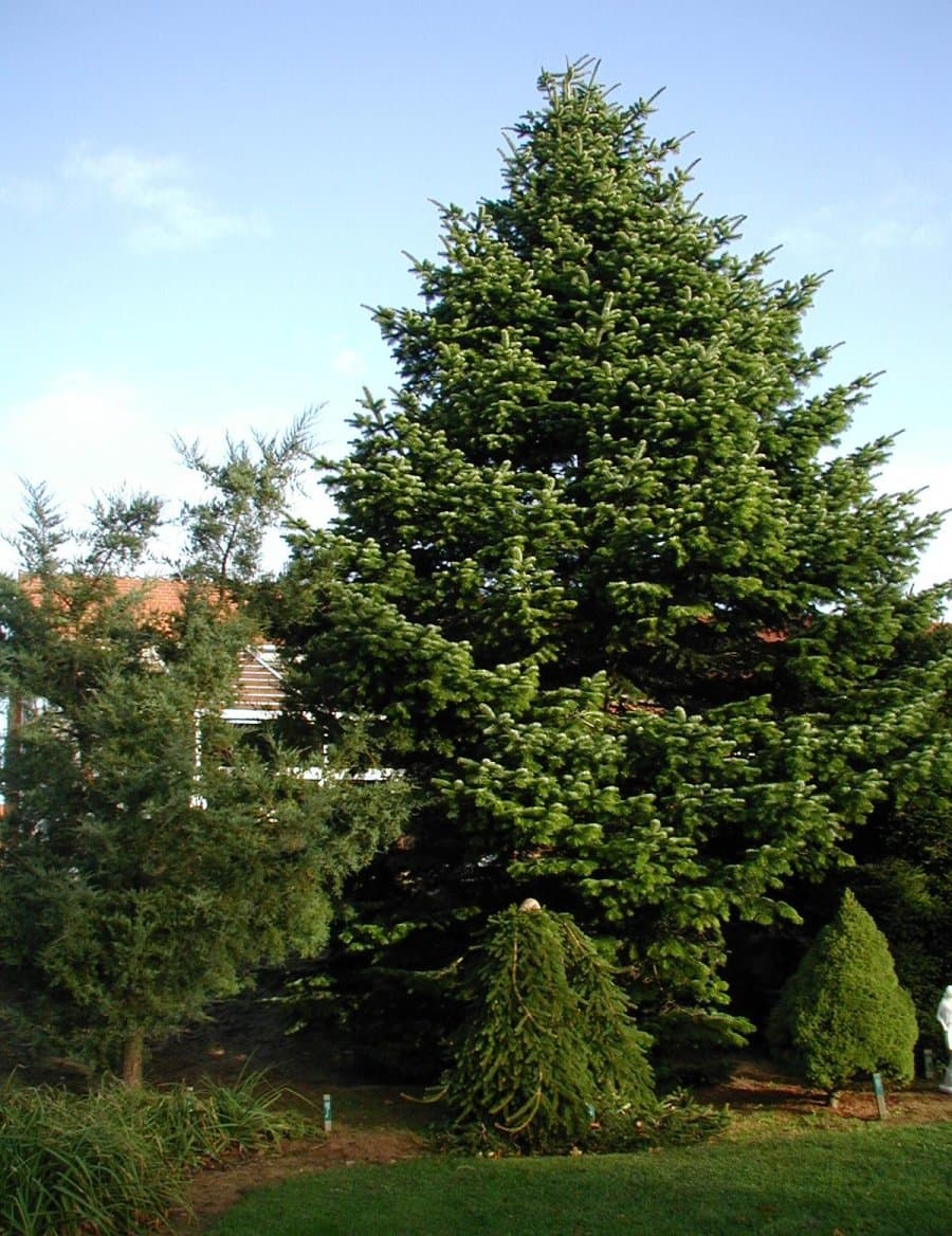 Chlorobionta — Wikipédia