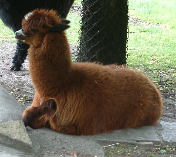 Alpaga — Wikipédia