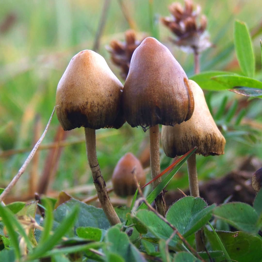 Champignon à psilocybine — Wikipédia