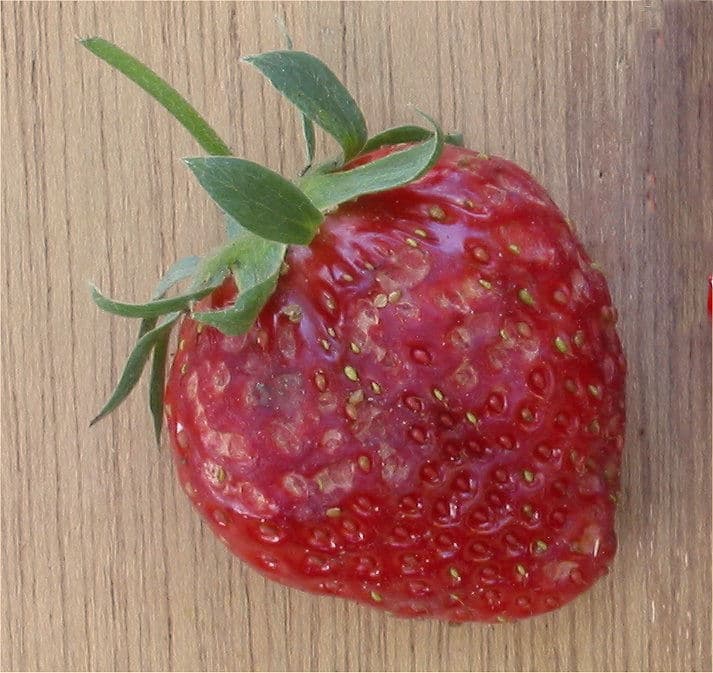 Seed predation - Wikipedia