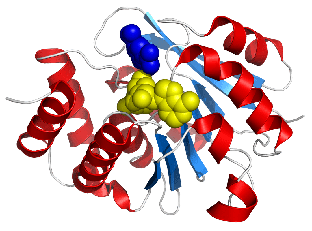 Catechol-O-methyltransferase - Wikipedia