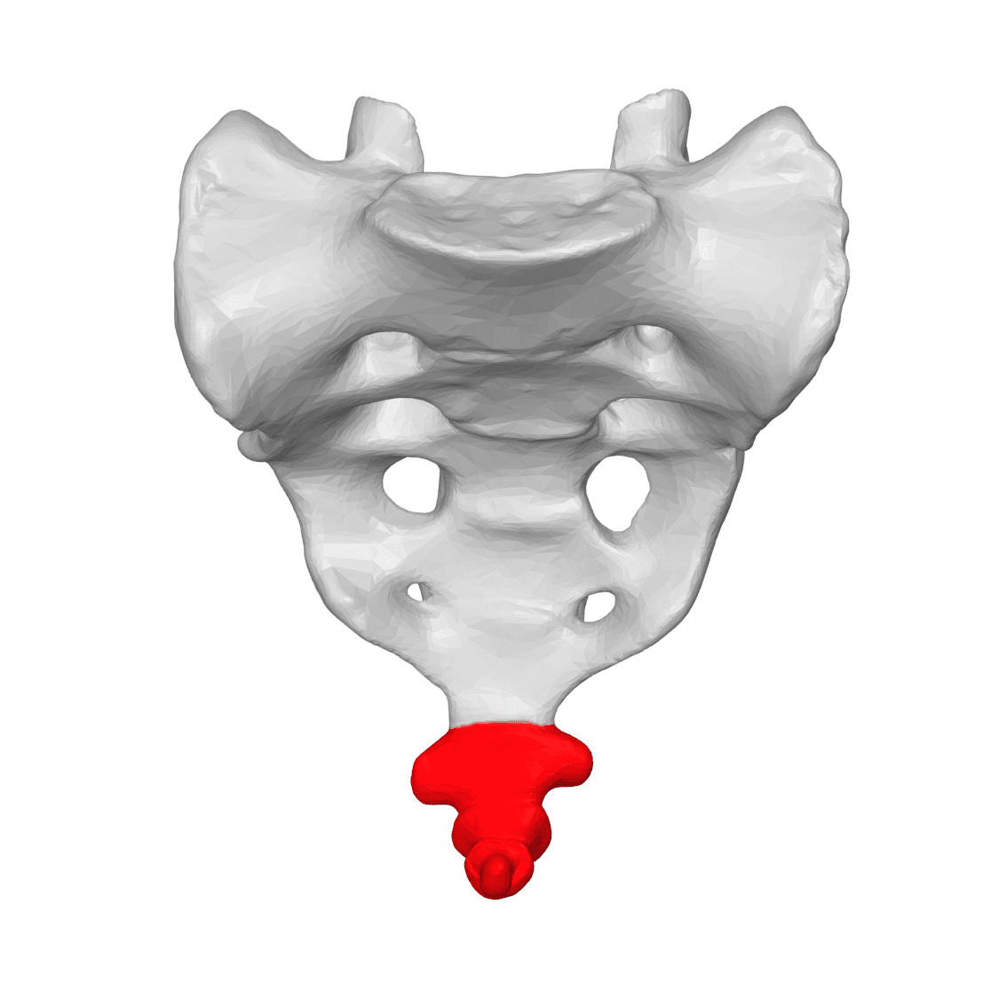 Coccyx - Wikipedia